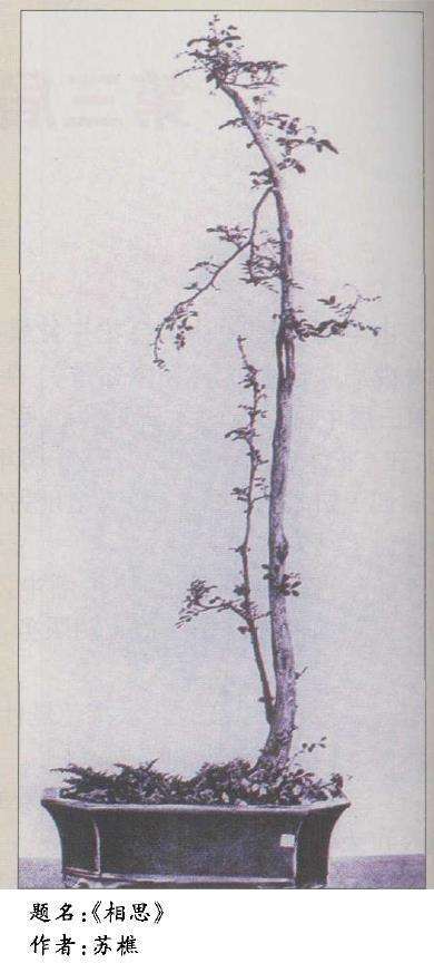 亦谈文人画与文人树盆景