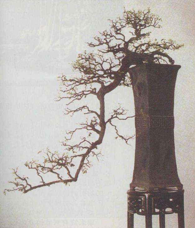 亦谈文人画与文人树盆景