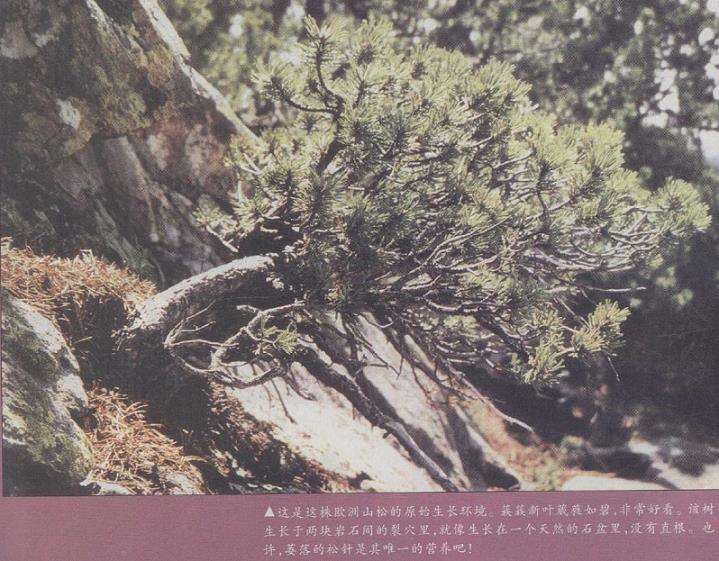 图解 欧洲山松盆景怎么再次造型的6个步骤