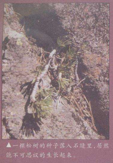 图解 欧洲山松盆景怎么再次造型的6个步骤