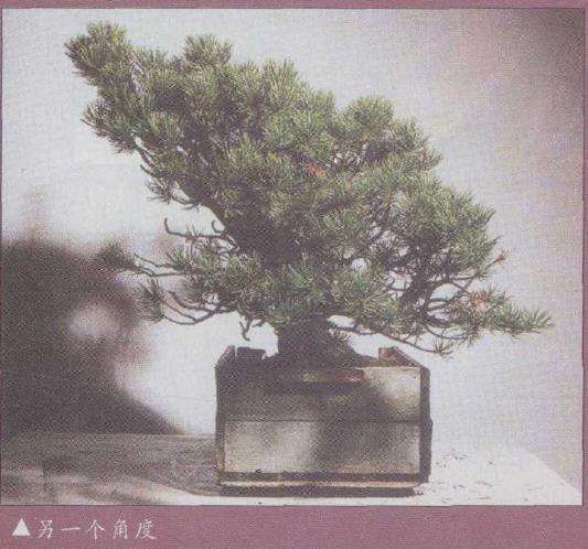 图解 欧洲山松盆景怎么再次造型的6个步骤