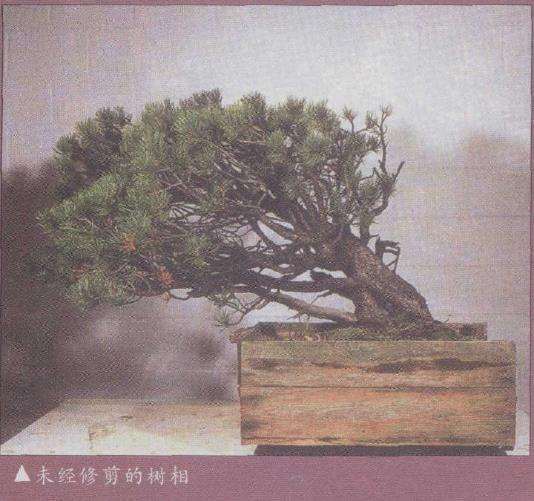 图解 欧洲山松盆景怎么再次造型的6个步骤