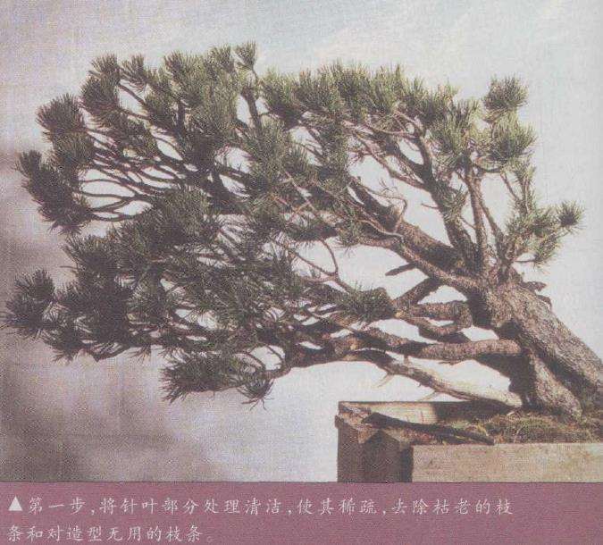 图解 欧洲山松盆景怎么再次造型的6个步骤