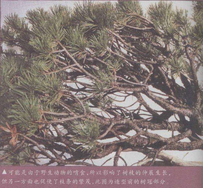 图解 欧洲山松盆景怎么再次造型的6个步骤