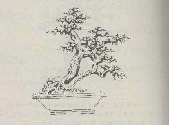 图解 徐建合怎么设计双杆盆景的方法