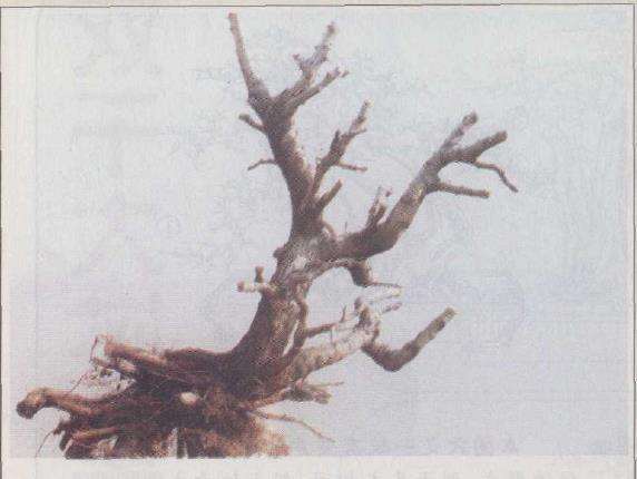 图解 徐建合怎么设计双杆盆景的方法