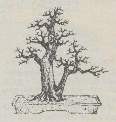 图解 邓文辉怎么设计双杆盆景的方法