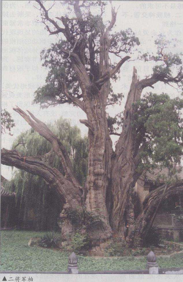 访嵩山将军柏盆景树