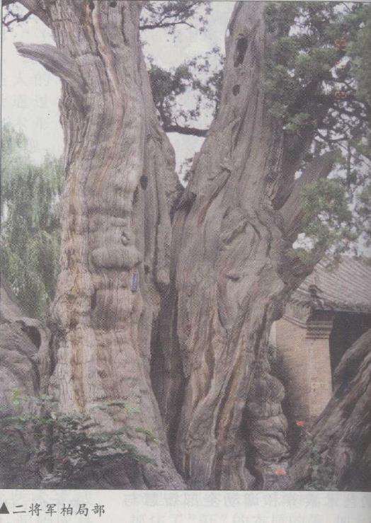 访嵩山将军柏盆景树