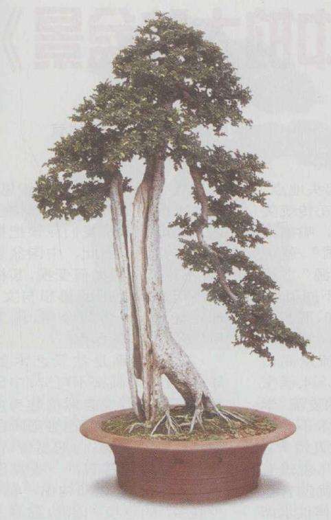 从艺术的民族性谈盆景