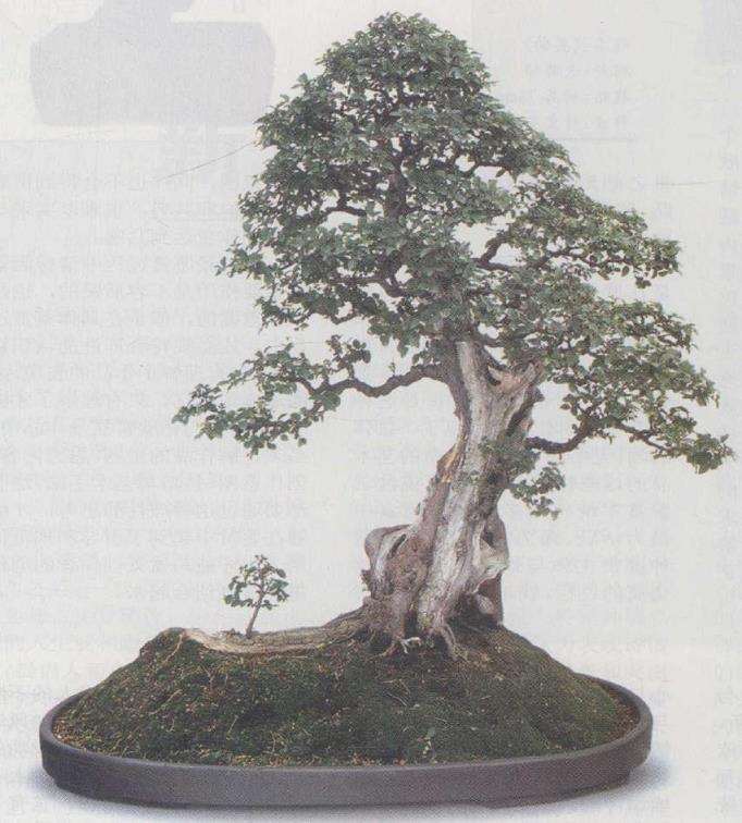 从艺术的民族性谈盆景