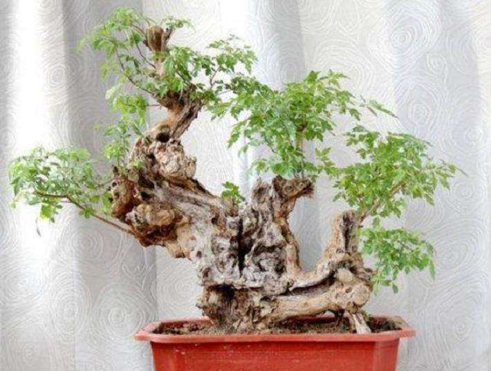 黄荆盆景怎么整型与矮壮素的使用方法