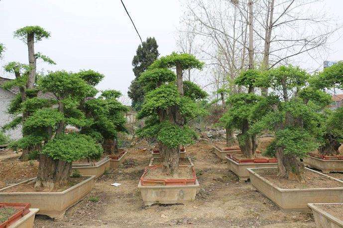 对节白蜡盆景怎么截干蓄枝与赤霉素的使用