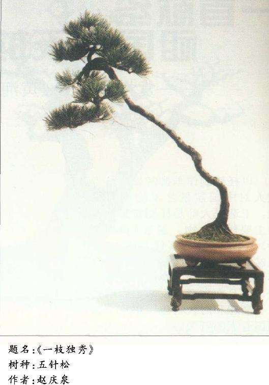 文人树盆景作品《一枝独秀》图片欣赏