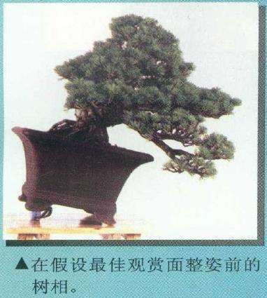 图解 从盆景实技中感悟改作的技巧 下