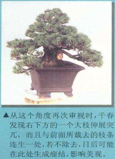 图解 从盆景实技中感悟改作的技巧 下