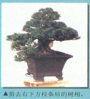 图解 从盆景实技中感悟改作的技巧 下