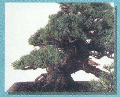 图解 从盆景实技中感悟改作的技巧 下