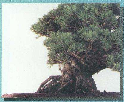 图解 从盆景实技中感悟改作的技巧 下