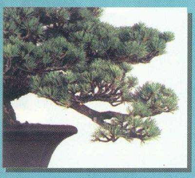 图解 从盆景实技中感悟改作的技巧 下