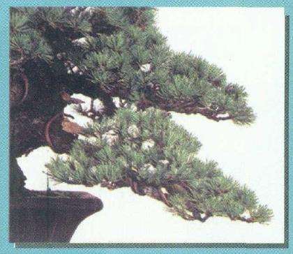 图解 从盆景实技中感悟改作的技巧 下