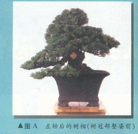 图解 从盆景实技中感悟改作的技巧 下