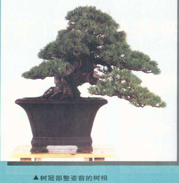 图解 从盆景实技中感悟改作的技巧 下
