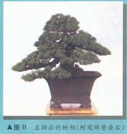 图解 从盆景实技中感悟改作的技巧 下