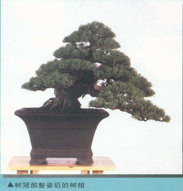 图解 从盆景实技中感悟改作的技巧 下