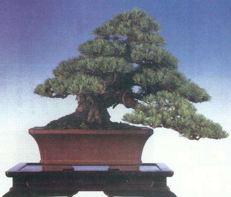 图解 从盆景实技中感悟改作的技巧 下