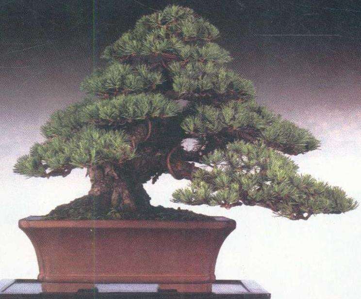 图解 从盆景实技中感悟改作的技巧 下