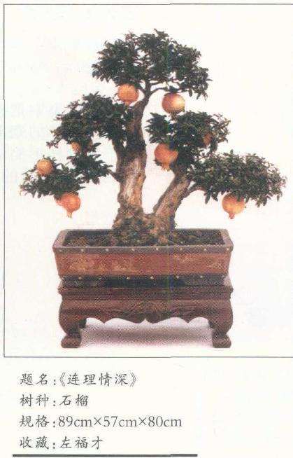 枣庄是怎么制作石榴盆景的5个步骤