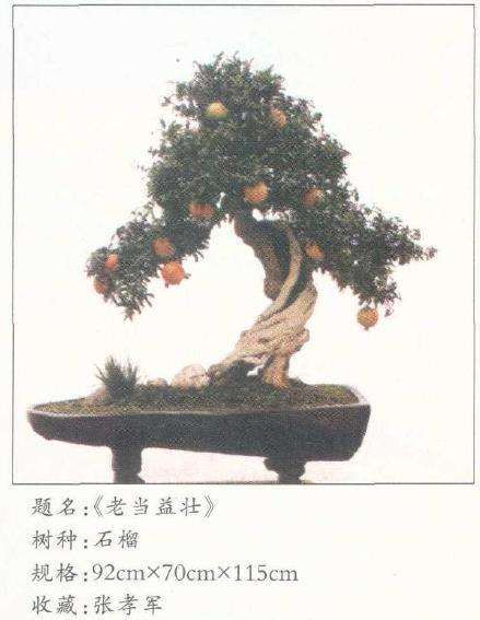 枣庄是怎么制作石榴盆景的5个步骤