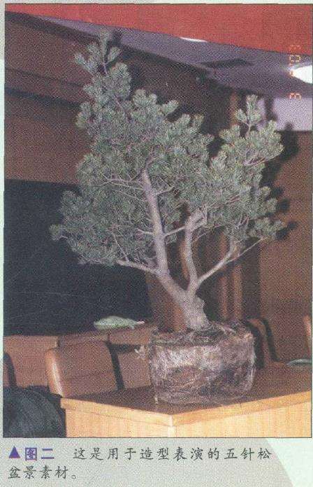 图解 胡乐国怎么制作五针松盆景造型的15个步骤