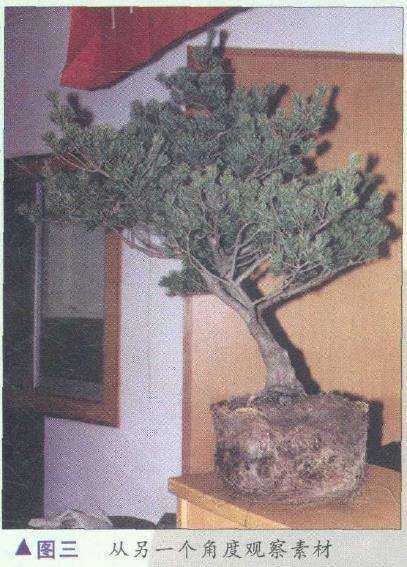 图解 胡乐国怎么制作五针松盆景造型的15个步骤