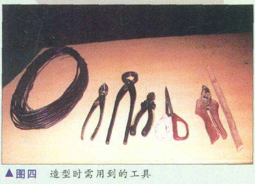 图解 胡乐国怎么制作五针松盆景造型的15个步骤