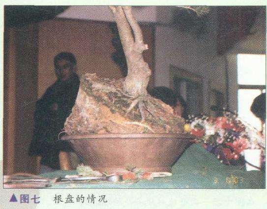 图解 胡乐国怎么制作五针松盆景造型的15个步骤