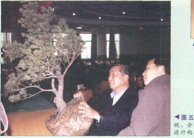 图解 胡乐国怎么制作五针松盆景造型的15个步骤