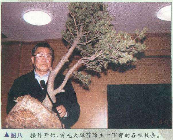 图解 胡乐国怎么制作五针松盆景造型的15个步骤