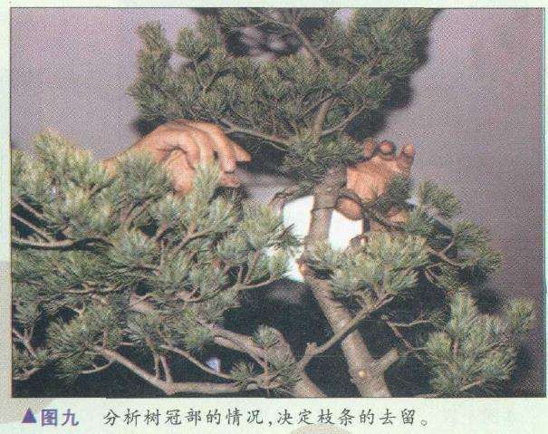 图解 胡乐国怎么制作五针松盆景造型的15个步骤