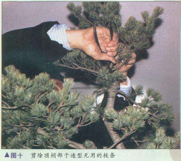 图解 胡乐国怎么制作五针松盆景造型的15个步骤