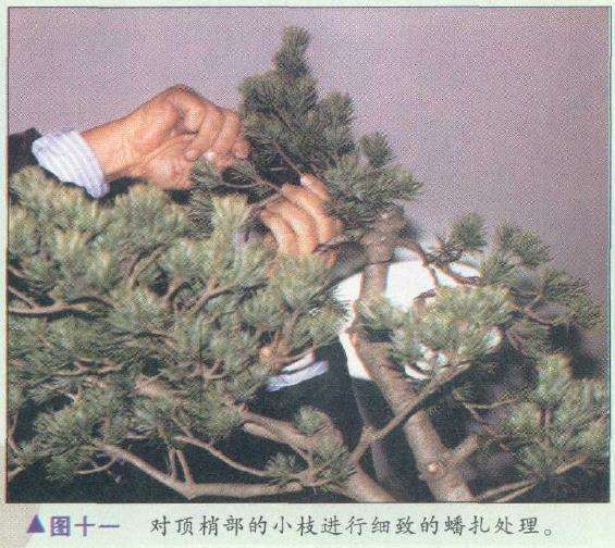 图解 胡乐国怎么制作五针松盆景造型的15个步骤