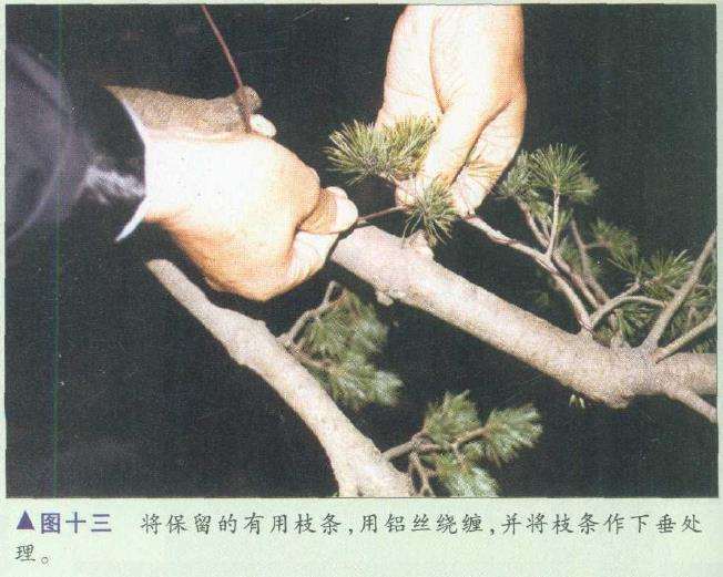 图解 胡乐国怎么制作五针松盆景造型的15个步骤