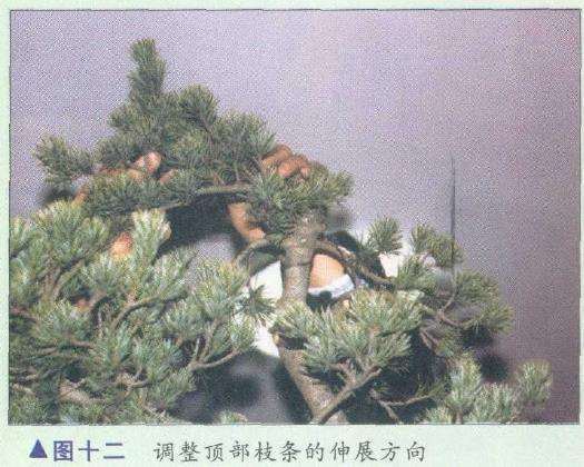 图解 胡乐国怎么制作五针松盆景造型的15个步骤