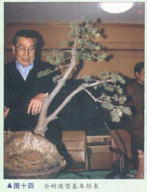 图解 胡乐国怎么制作五针松盆景造型的15个步骤