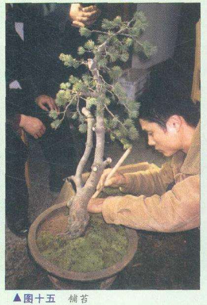 图解 胡乐国怎么制作五针松盆景造型的15个步骤