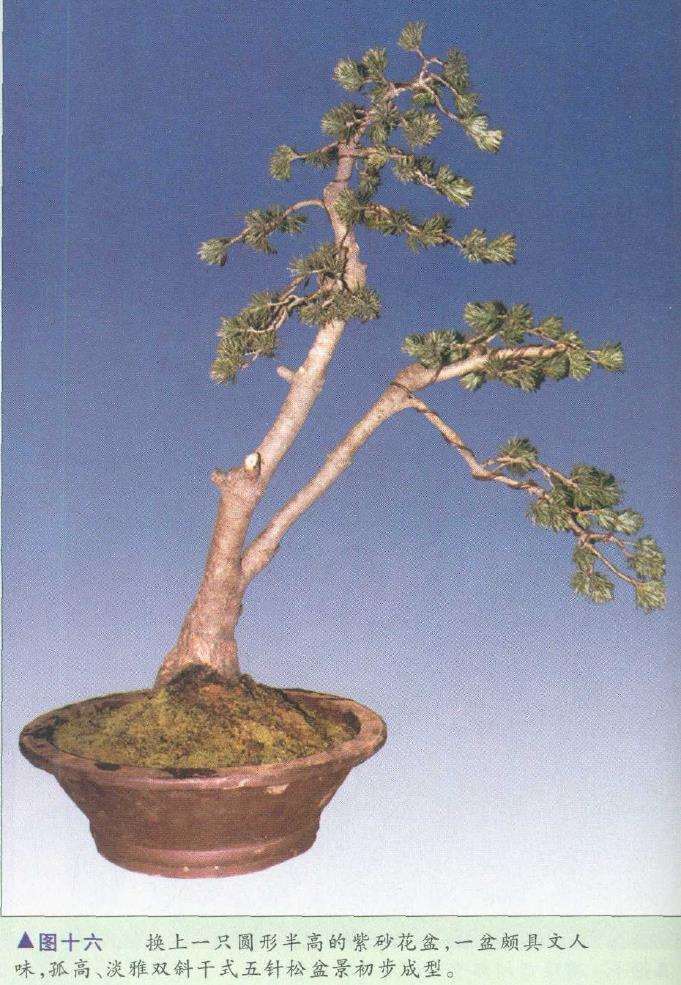 图解 胡乐国怎么制作五针松盆景造型的15个步骤