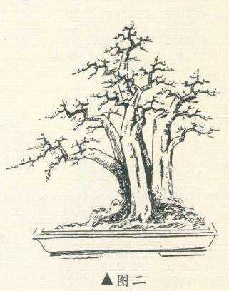 图解 徐建合设计多干丛林山楂盆景的5个步骤