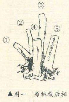 图解 徐建合设计多干丛林山楂盆景的5个步骤