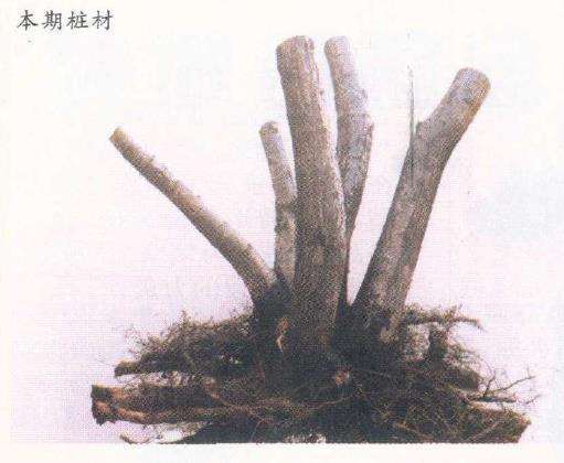 图解 龚平设计多干丛林山楂盆景的2个图片